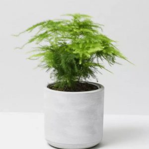 Cret Plant