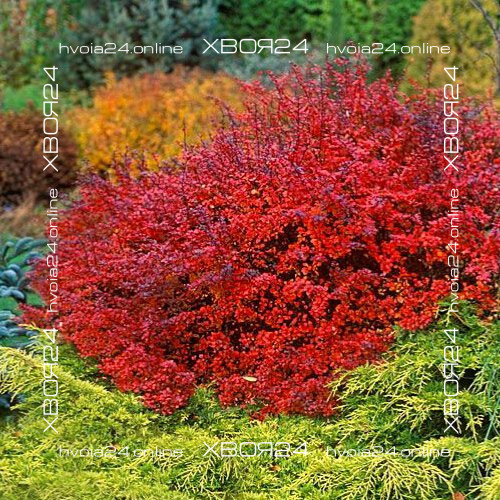  • ХВОЯ24