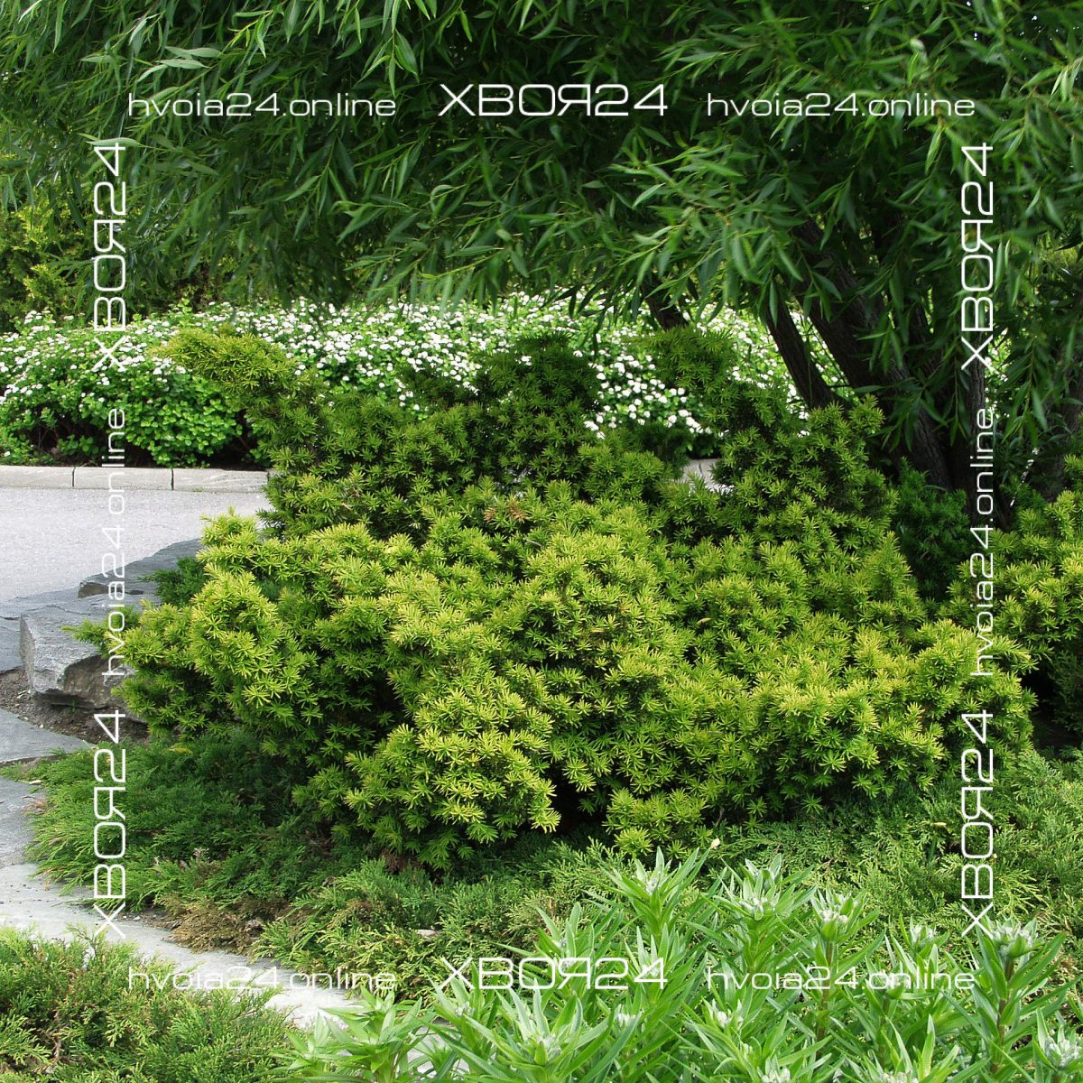  • ХВОЯ24