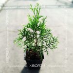  • ХВОЯ24