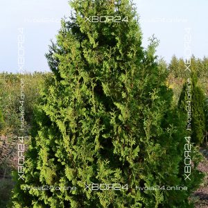  • ХВОЯ24