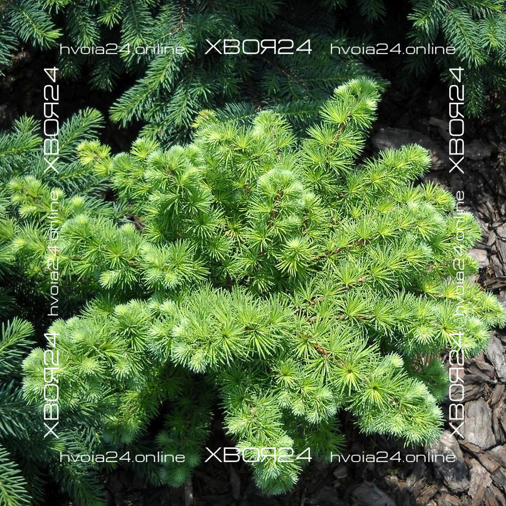 Larix-grey-pearl-10-hvoia24 • ХВОЯ24 • Питомник растений у вас в кармане! • ХВОЯ24