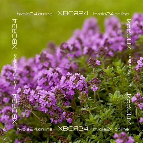  • ХВОЯ24